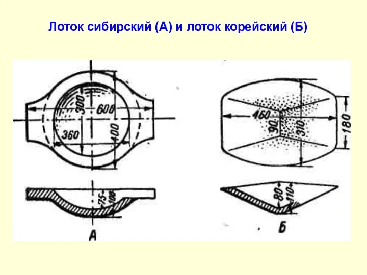 Лоток сибирский (А) и лоток корейский (Б)