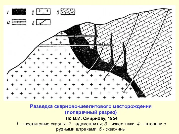 Разведка скарново-шеелитового месторождения (поперечный разрез) По В.И. Смирнову, 1954 1 –