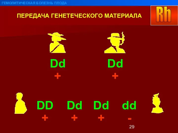 ПЕРЕДАЧА ГЕНЕТЕЧЕСКОГО МАТЕРИАЛА ГЕМОЛИТИЧЕСКАЯ БОЛЕЗНЬ ПЛОДА Dd Dd DD Dd Dd