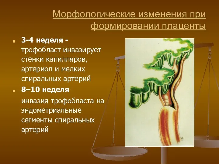 Морфологические изменения при формировании плаценты 3-4 неделя - трофобласт инвазирует стенки