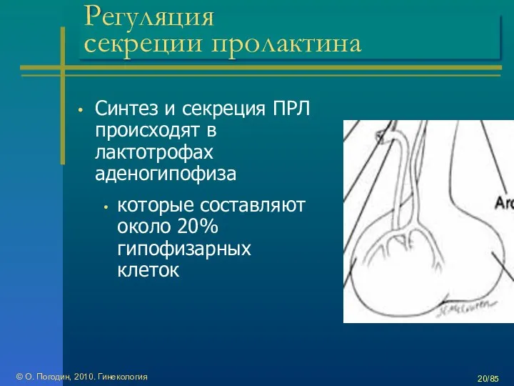 © О. Погодин, 2010. Гинекология /85 Регуляция секреции пролактина Синтез и