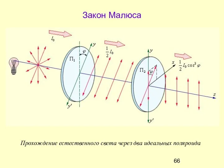 Закон Малюса Прохождение естественного света через два идеальных поляроида
