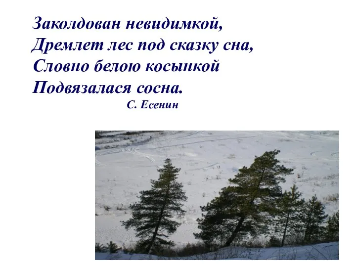 Заколдован невидимкой, Дремлет лес под сказку сна, Словно белою косынкой Подвязалася сосна. С. Есенин