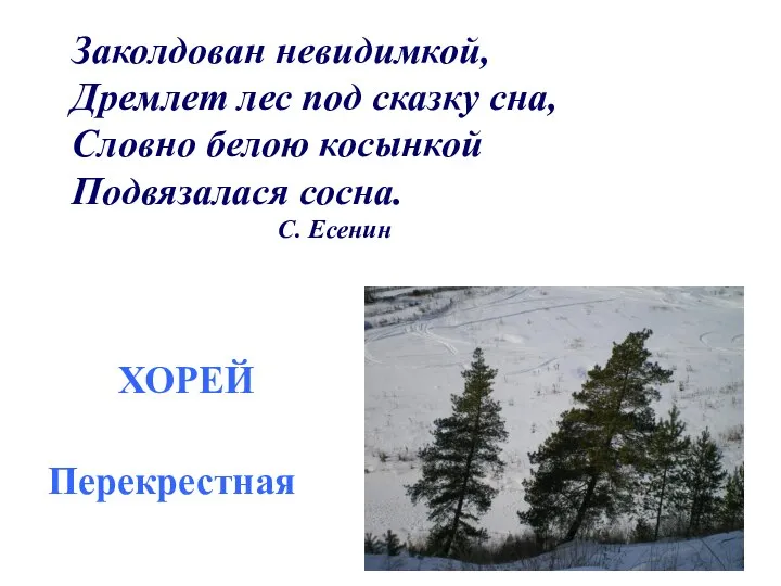 Заколдован невидимкой, Дремлет лес под сказку сна, Словно белою косынкой Подвязалася сосна. С. Есенин ХОРЕЙ Перекрестная