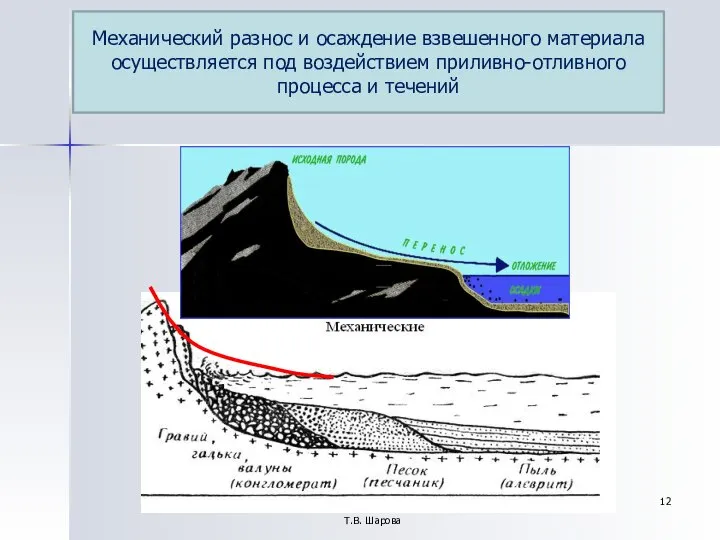 Т.В. Шарова Механический разнос и осаждение взвешенного материала осуществляется под воздействием приливно-отливного процесса и течений