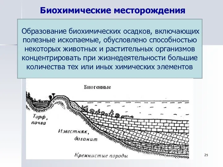 Т.В. Шарова Биохимические месторождения Образование биохимических осадков, включающих полезные ископаемые, обусловлено