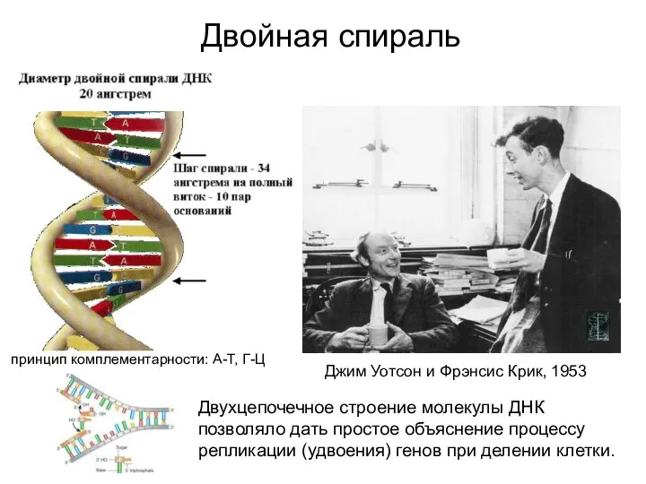 Двойная спираль Джим Уотсон и Фрэнсис Крик, 1953 Двухцепочечное строение молекулы