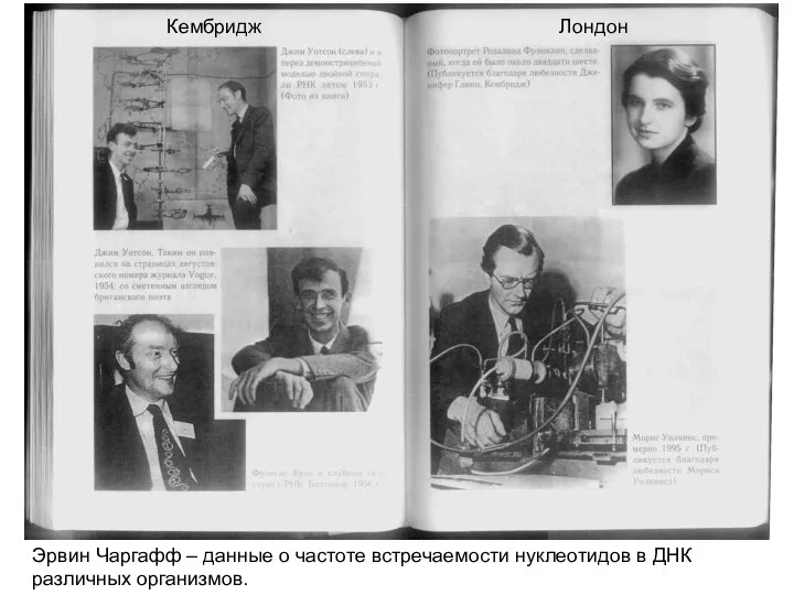 Кембридж Лондон Эрвин Чаргафф – данные о частоте встречаемости нуклеотидов в ДНК различных организмов.