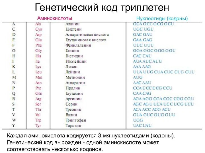 Генетический код триплетен Каждая аминокислота кодируется 3-мя нуклеотидами (кодоны). Генетический код