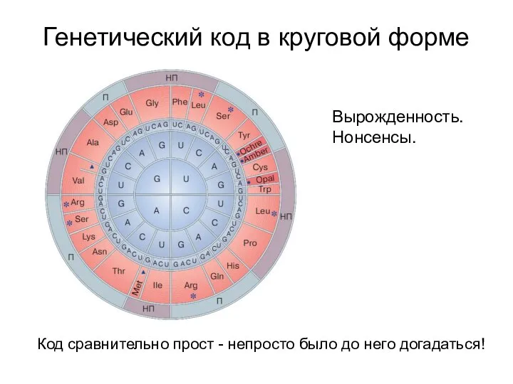 Генетический код в круговой форме Вырожденность. Нонсенсы. Код сравнительно прост - непросто было до него догадаться!