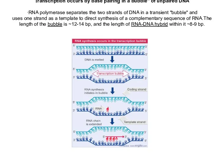 Transcription occurs by base pairing in a bubble" of unpaired DNA