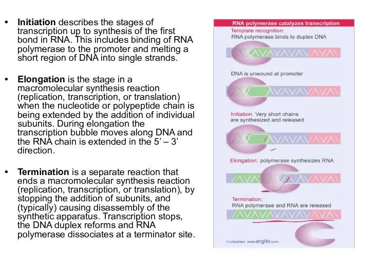 Initiation describes the stages of transcription up to synthesis of the