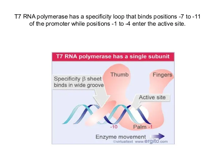 T7 RNA polymerase has a specificity loop that binds positions -7