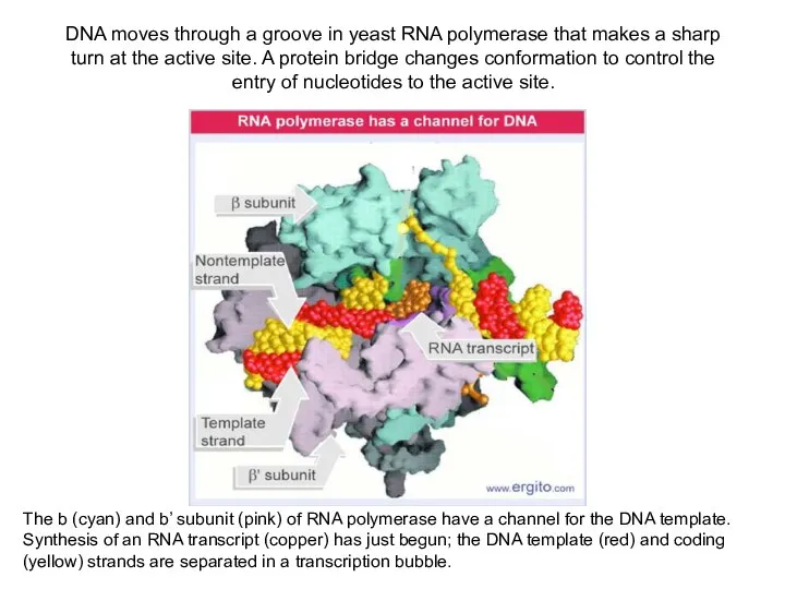 DNA moves through a groove in yeast RNA polymerase that makes