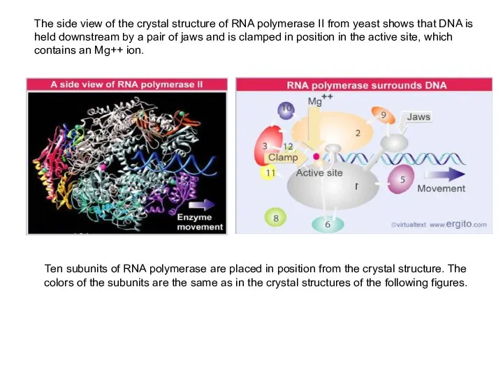 Ten subunits of RNA polymerase are placed in position from the