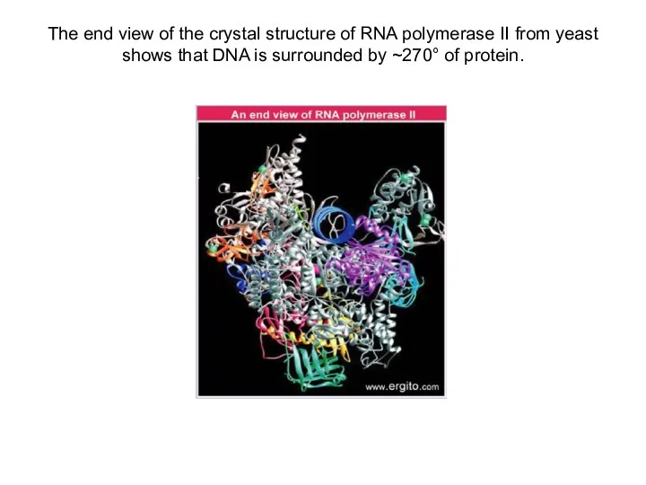 The end view of the crystal structure of RNA polymerase II