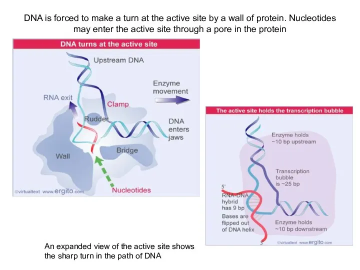 DNA is forced to make a turn at the active site