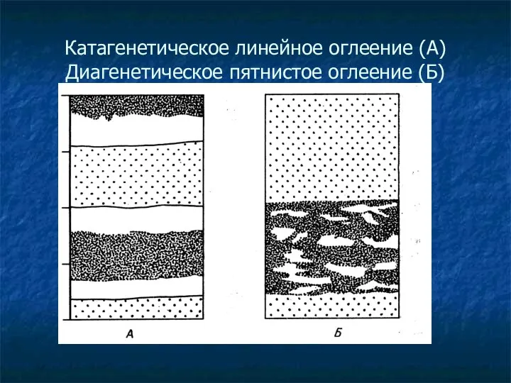 Катагенетическое линейное оглеение (А) Диагенетическое пятнистое оглеение (Б)