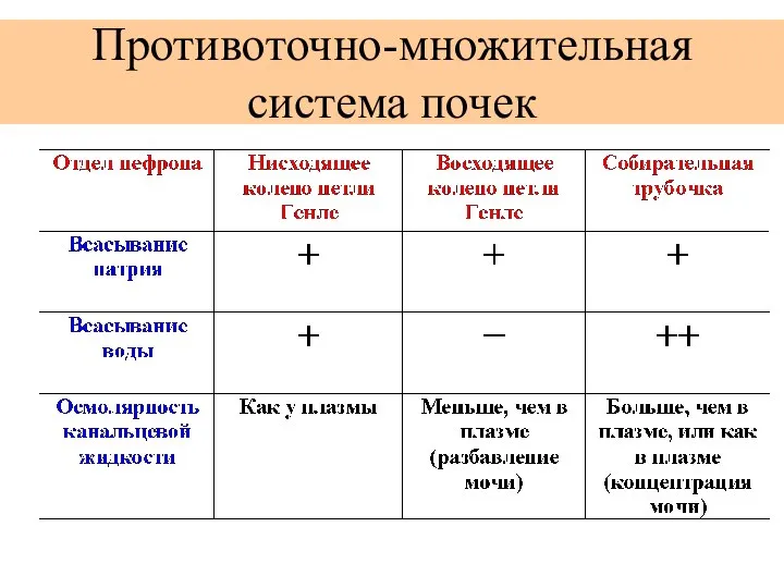 Противоточно-множительная система почек