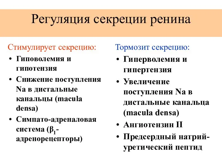 Регуляция секреции ренина Стимулирует секрецию: Гиповолемия и гипотензия Снижение поступления Na