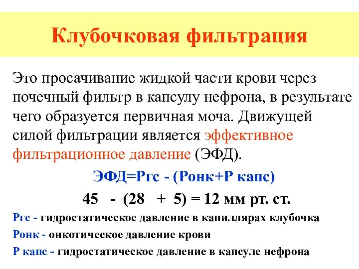 Клубочковая фильтрация Это просачивание жидкой части крови через почечный фильтр в