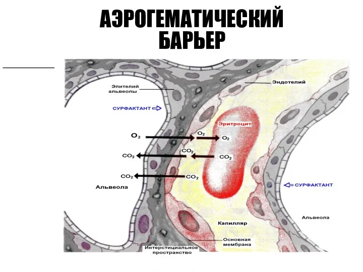 АЭРОГЕМАТИЧЕСКИЙ БАРЬЕР