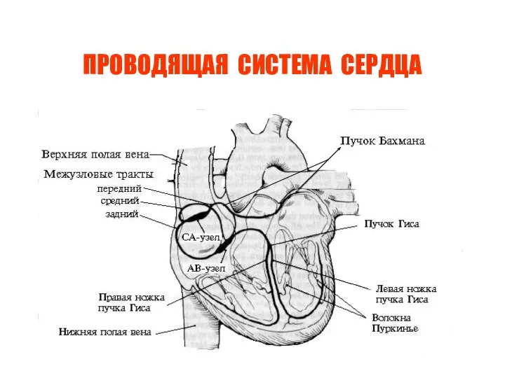 ПРОВОДЯЩАЯ СИСТЕМА СЕРДЦА