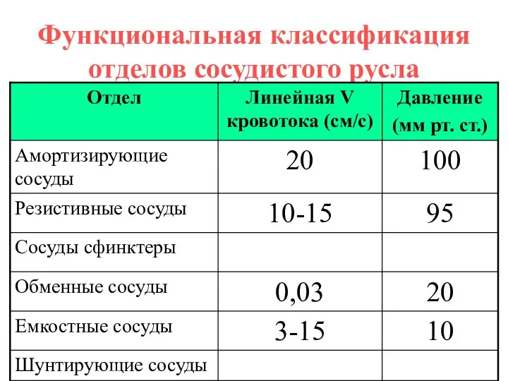 Функциональная классификация отделов сосудистого русла