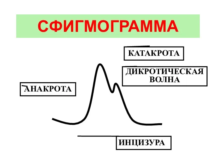 СФИГМОГРАММА АНАКРОТА КАТАКРОТА ДИКРОТИЧЕСКАЯ ВОЛНА ИНЦИЗУРА