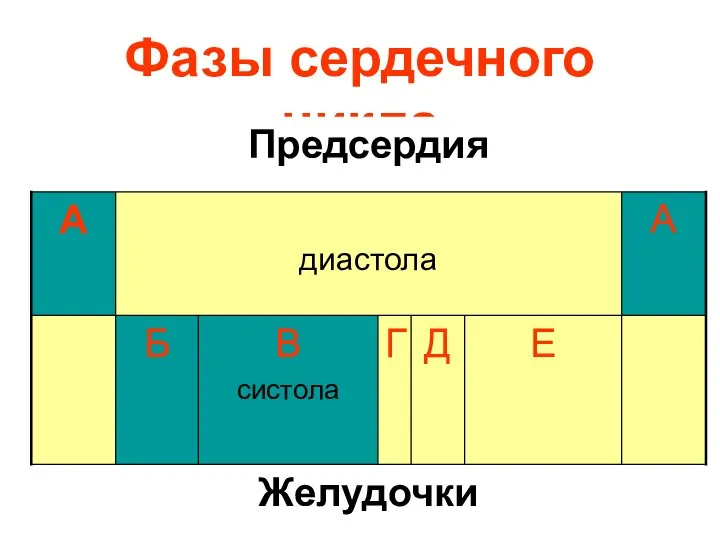 Фазы сердечного цикла