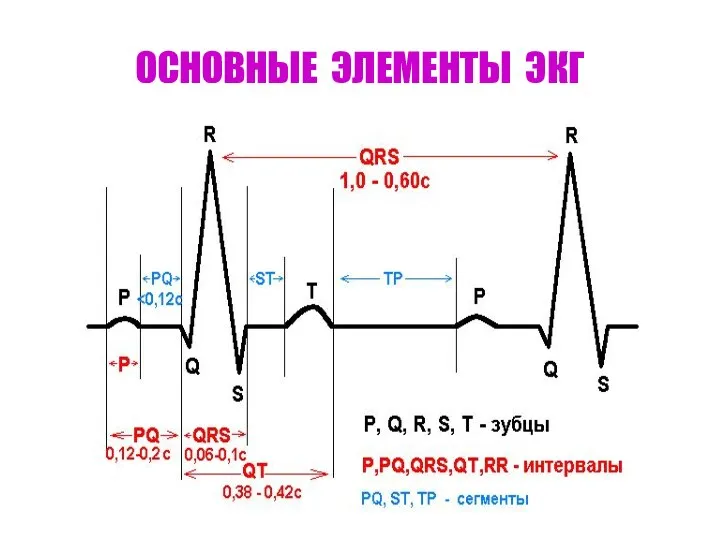 ОСНОВНЫЕ ЭЛЕМЕНТЫ ЭКГ