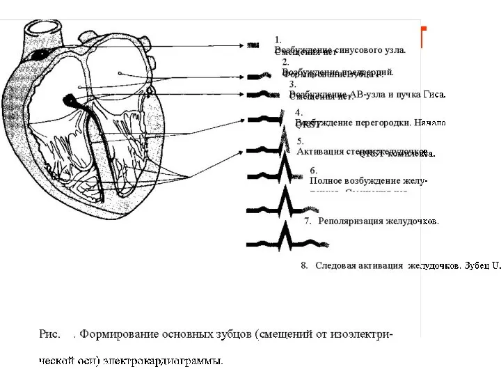 ФОРМИРОВАНИЕ ЗУБЦОВ ЭКГ