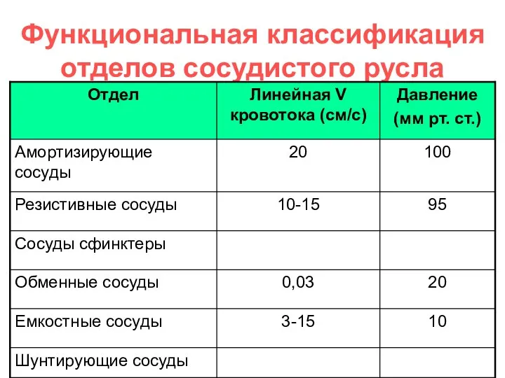 Функциональная классификация отделов сосудистого русла