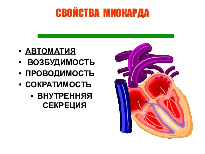 СВОЙСТВА МИОКАРДА АВТОМАТИЯ ВОЗБУДИМОСТЬ ПРОВОДИМОСТЬ СОКРАТИМОСТЬ ВНУТРЕННЯЯ СЕКРЕЦИЯ