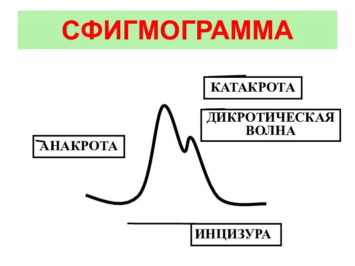 СФИГМОГРАММА АНАКРОТА КАТАКРОТА ДИКРОТИЧЕСКАЯ ВОЛНА ИНЦИЗУРА