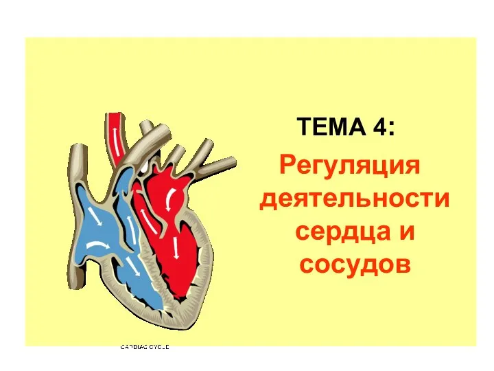 ТЕМА 4: Регуляция деятельности сердца и сосудов