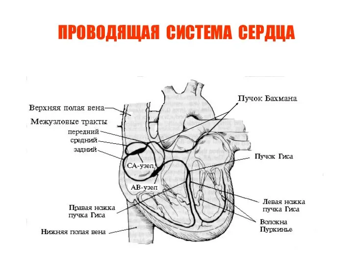 ПРОВОДЯЩАЯ СИСТЕМА СЕРДЦА