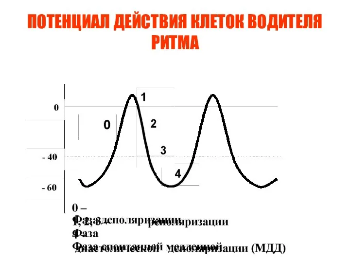 ПОТЕНЦИАЛ ДЕЙСТВИЯ КЛЕТОК ВОДИТЕЛЯ РИТМА