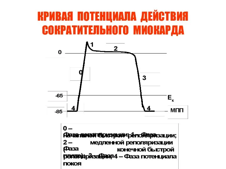 КРИВАЯ ПОТЕНЦИАЛА ДЕЙСТВИЯ СОКРАТИТЕЛЬНОГО МИОКАРДА Ек