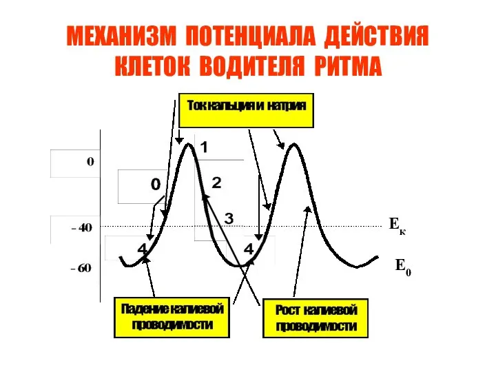 МЕХАНИЗМ ПОТЕНЦИАЛА ДЕЙСТВИЯ КЛЕТОК ВОДИТЕЛЯ РИТМА Е0 Ек