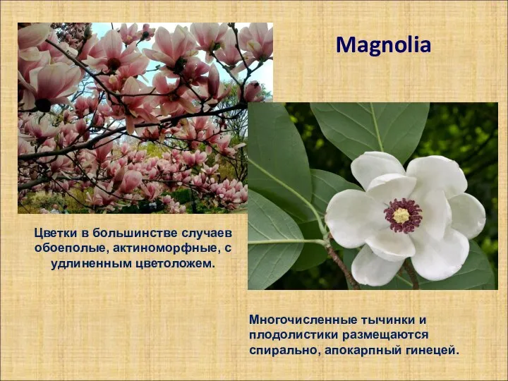 Magnolia Цветки в большинстве случаев обоеполые, актиноморфные, с удлиненным цветоложем. Многочисленные