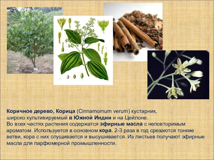 Коричное дерево, Корица (Cinnamomum verum) кустарник, широко культивируемый в Южной Индии