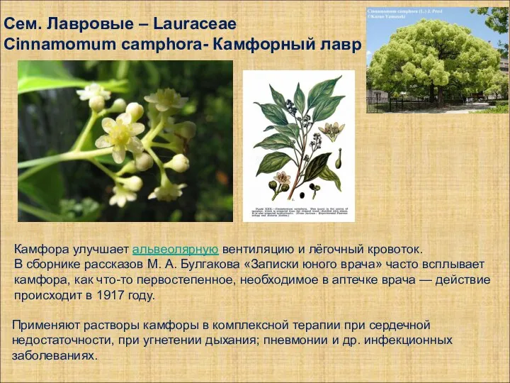 Сем. Лавровые – Lauraceae Cinnamomum camphora- Камфорный лавр Камфора улучшает альвеолярную