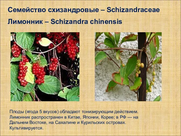 Семейство схизандровые – Schizandraceae Лимонник – Schizandra chinensis Плоды (ягода 5