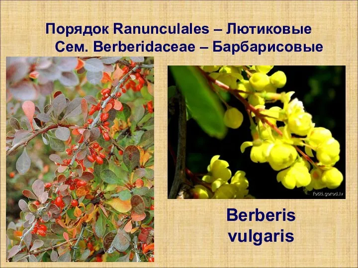 Порядок Ranunculales – Лютиковые Сем. Berberidaceae – Барбарисовые Berberis vulgaris