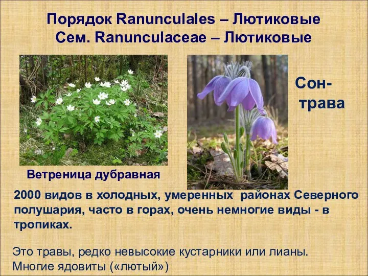 Порядок Ranunculales – Лютиковые Сем. Ranunculaceae – Лютиковые Ветреница дубравная Сон-