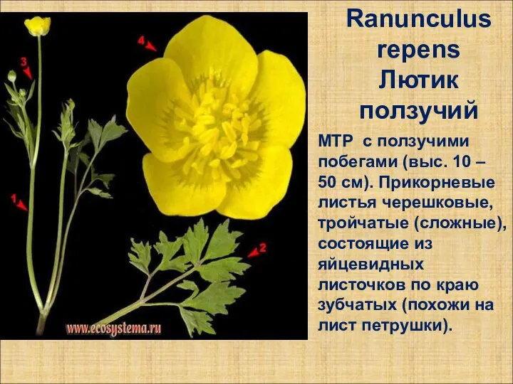 Ranunculus repens Лютик ползучий МТР с ползучими побегами (выс. 10 –
