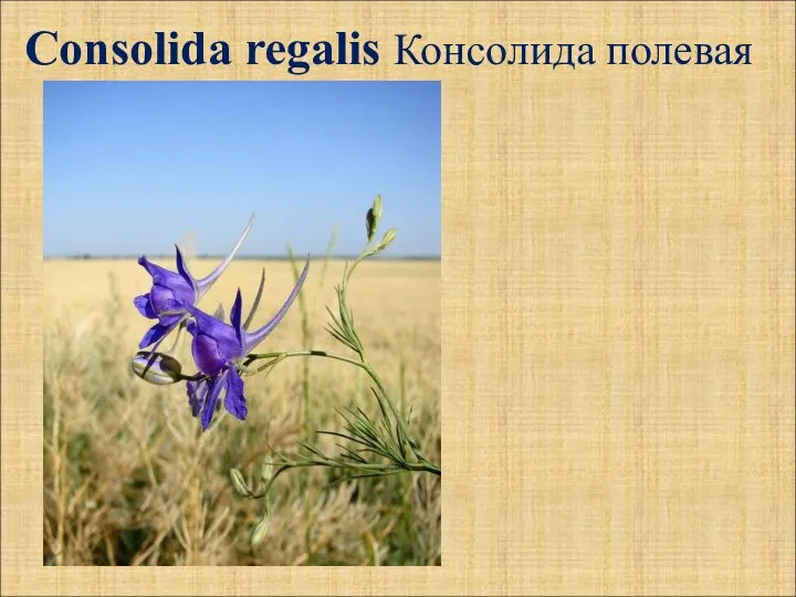 Consolida regalis Консолида полевая