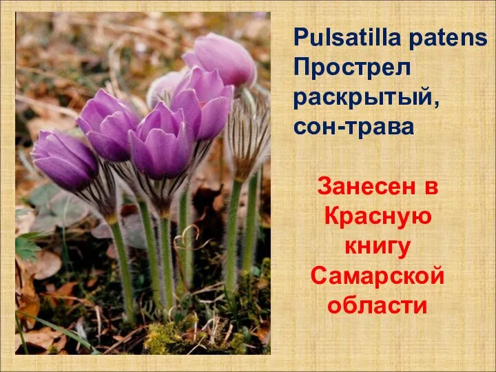 Pulsatilla patens Прострел раскрытый, сон-трава Занесен в Красную книгу Самарской области