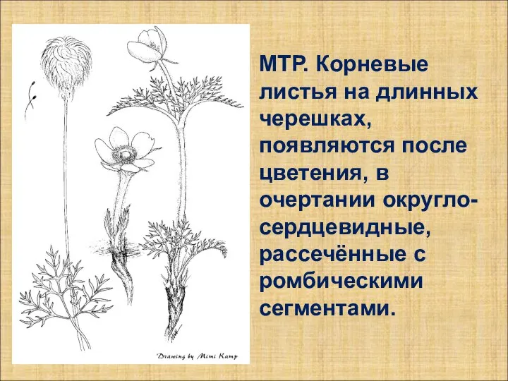 МТР. Корневые листья на длинных черешках, появляются после цветения, в очертании округло-сердцевидные, рассечённые с ромбическими сегментами.